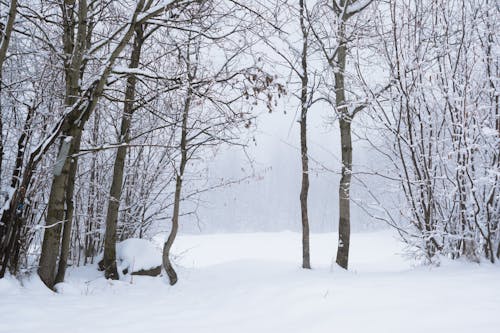Бесплатное стоковое фото с безлистные деревья, голые деревья, зима