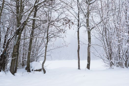 Tranquil snowy forest scene featuring bare trees in winter wonderland.