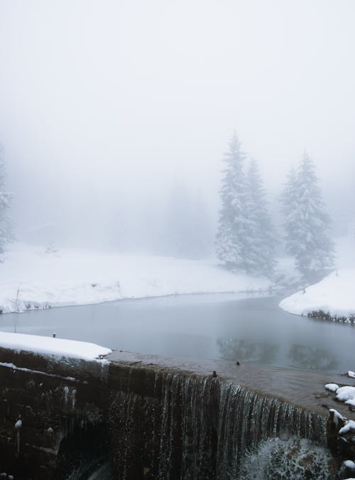 Kostenloses Stock Foto zu bäume, damm, natur