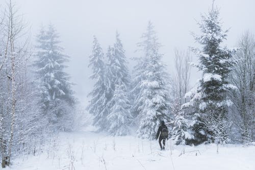 A Man Walking Near Trees with White Snow