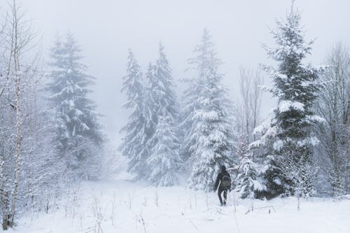 Kostenloses Stock Foto zu abenteuer, bäume, gehen