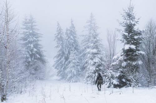 Free A man walks through a snow-covered forest in winter, embracing adventure. Stock Photo