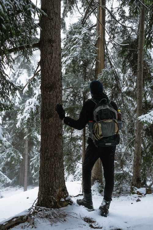 Imagine de stoc gratuită din anotimp, arbori, aventură