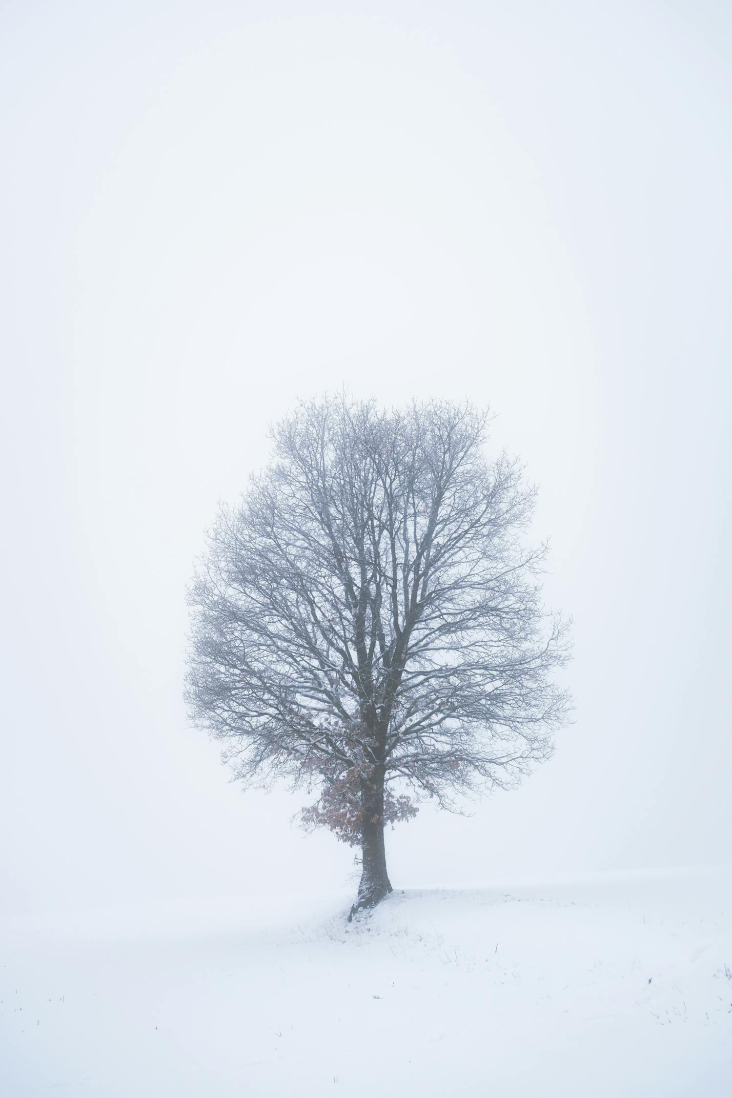 Leafless Tree On Snow Covered Ground · Free Stock Photo