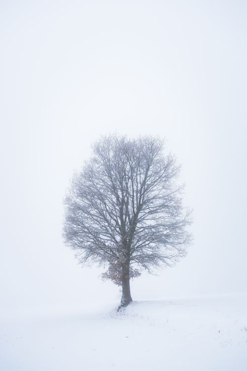 Free A solitary tree stands amidst a snow-covered landscape, capturing the essence of winter solitude. Stock Photo