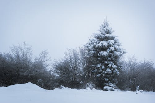 Kostenloses Stock Foto zu bäume, natur, nebel
