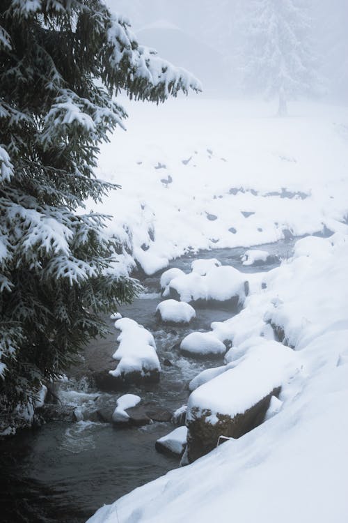 Snow Covered Rocky River Near the Trees