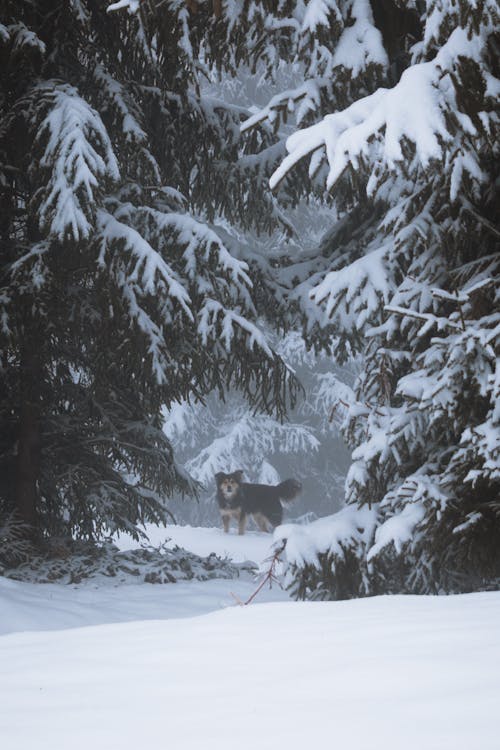 คลังภาพถ่ายฟรี ของ ป่า, ยิงแนวตั้ง, ฤดูหนาว