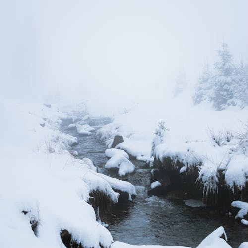 Kostenloses Stock Foto zu bäume, natur, nebel