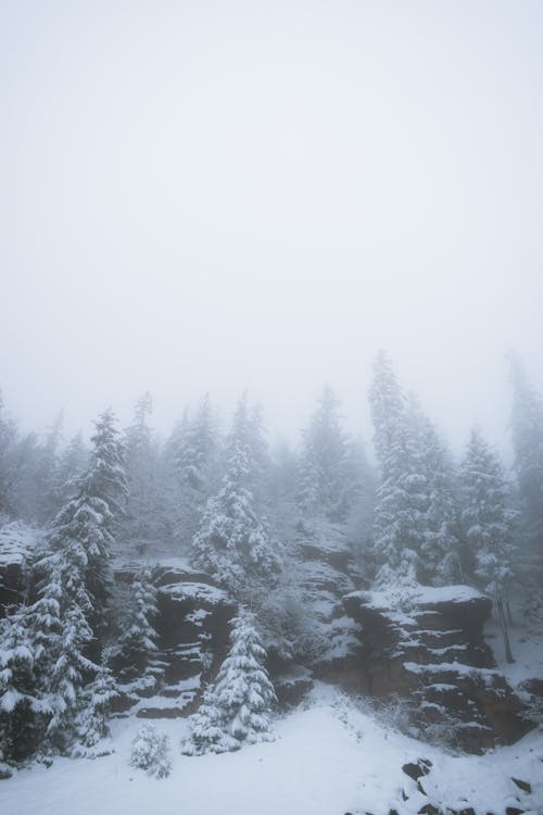 Gratis stockfoto met bomen, koud weer, mist