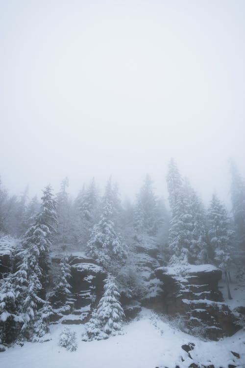 Snow Covered Rock Formation with Trees