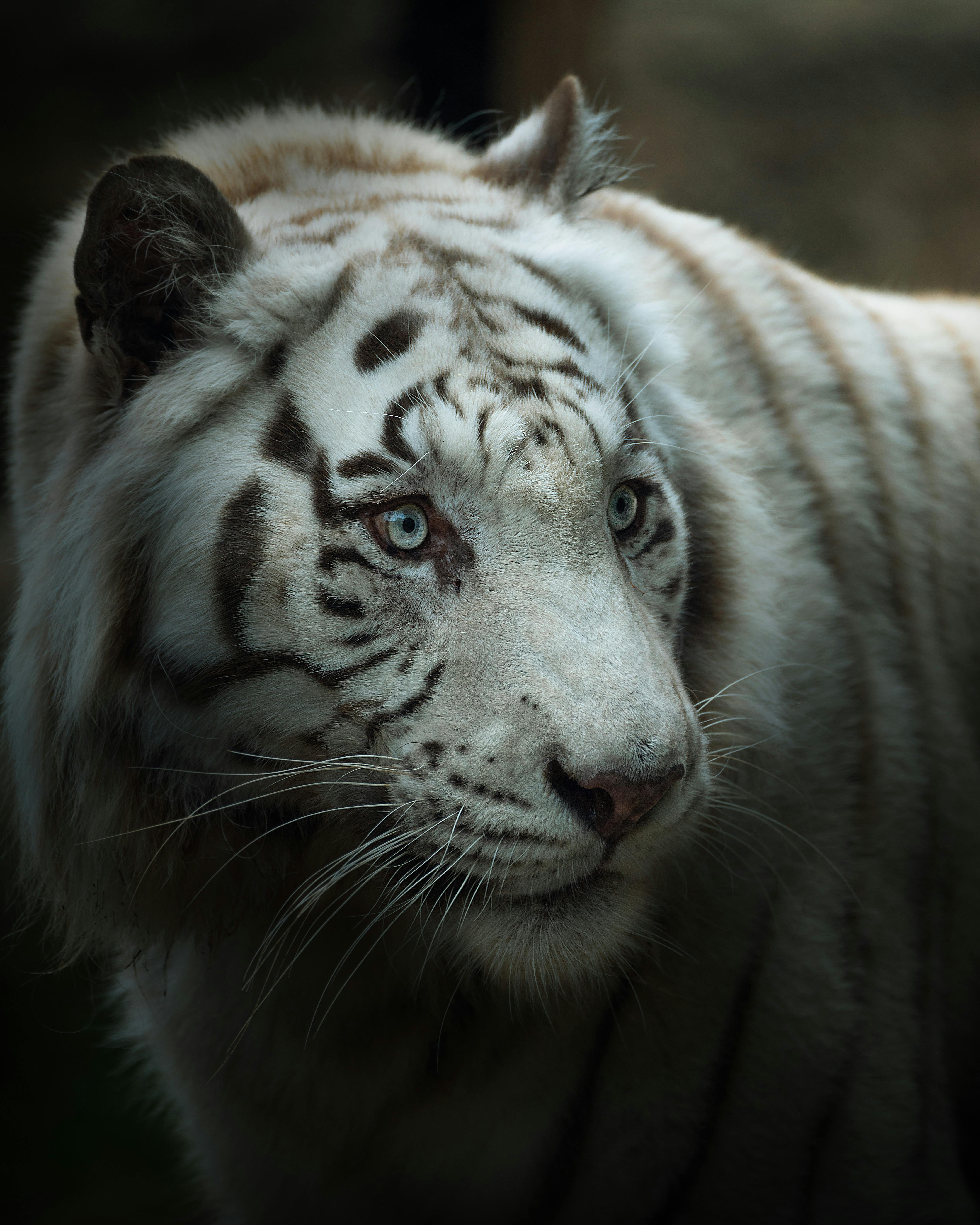 Hình ảnh đẹp 3D về hổ | Hình ảnh, Hình, Tượng đài