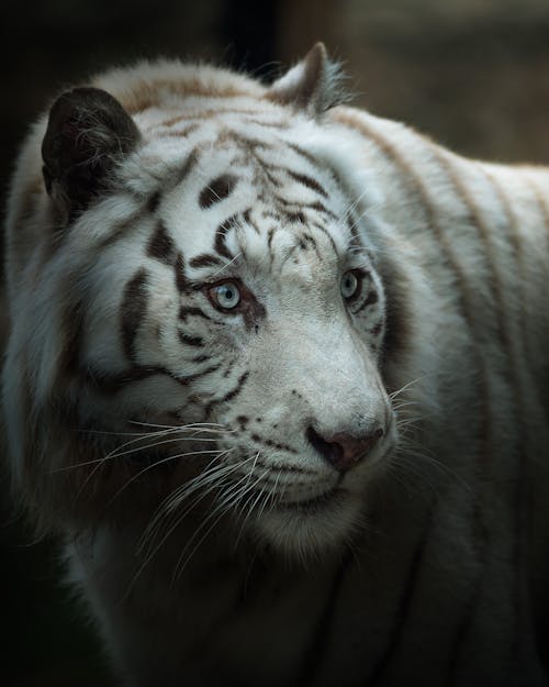 Fotobanka s bezplatnými fotkami na tému biely tiger, cicavec, divé zviera