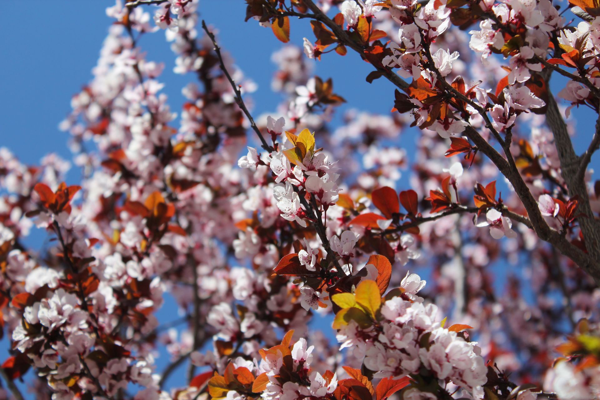Close-up of blooming cherry blossoms with vibrant petals against a clear blue sky during spring.