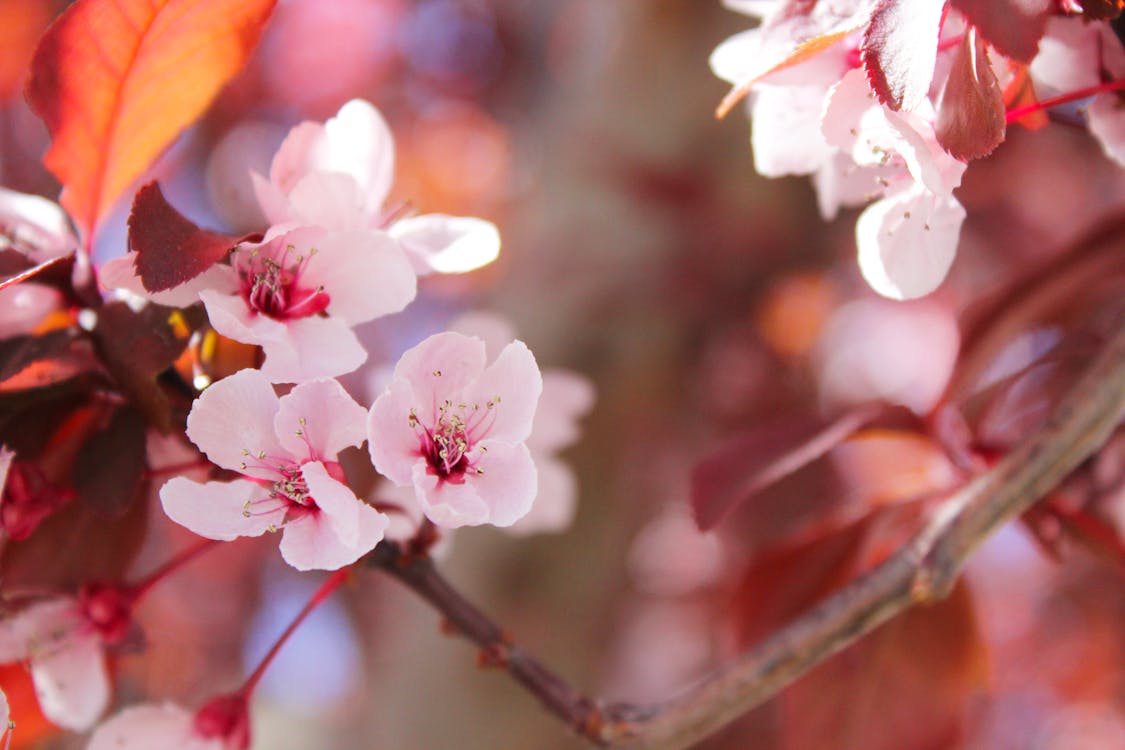 桜の木のセレクティブフォーカス