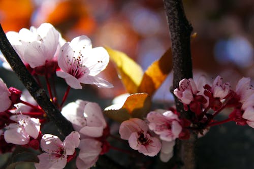 桜のクローズアップ写真