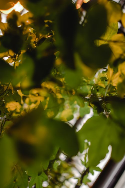 Free A vibrant close-up of green leaves with selective focus, creating a lush abstract feel. Stock Photo