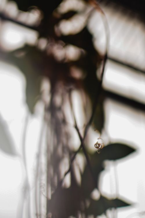Free Artistic blurry silhouette of a plant with natural light creating a soft, serene ambiance. Stock Photo