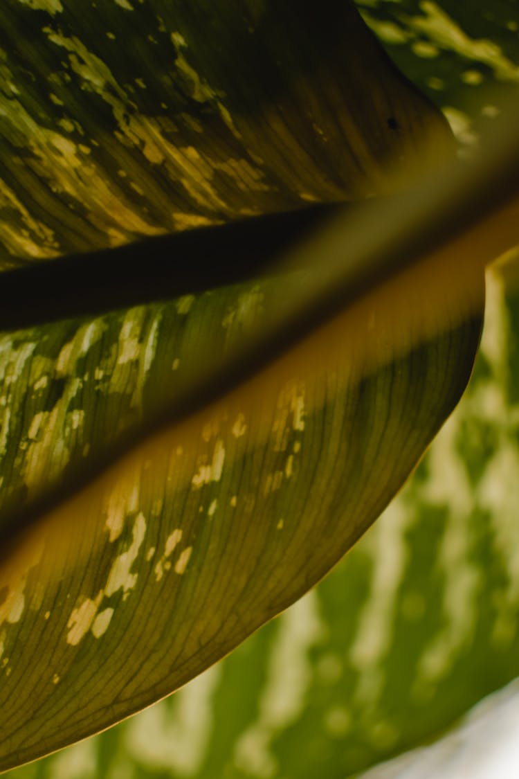 Green Leaf In Close Up Photography