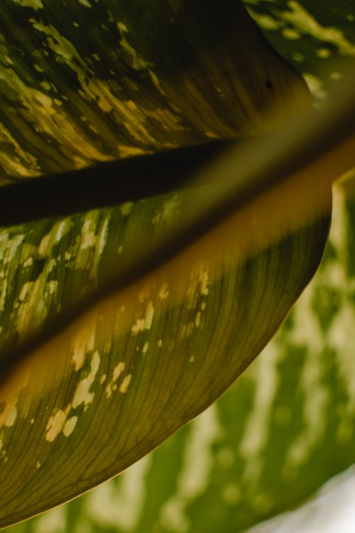 Free Detailed macro shot of a variegated green tropical leaf showing textures and patterns. Stock Photo