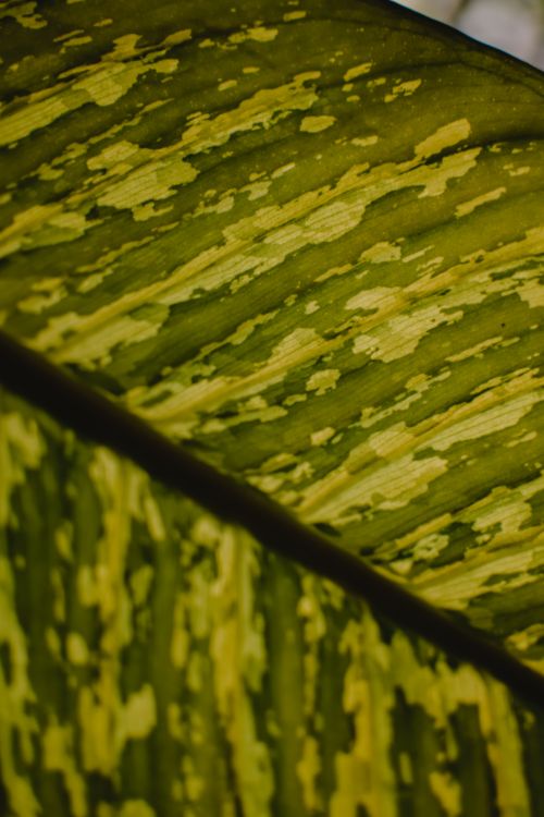 Free Artistic close-up of a variegated green leaf showcasing its unique textures and patterns. Stock Photo