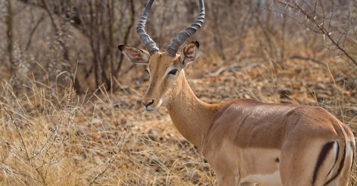 Free stock photo of impala