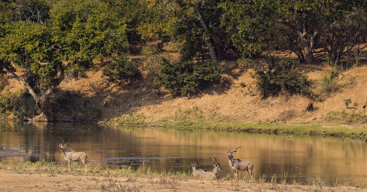 Free stock photo of Kudu