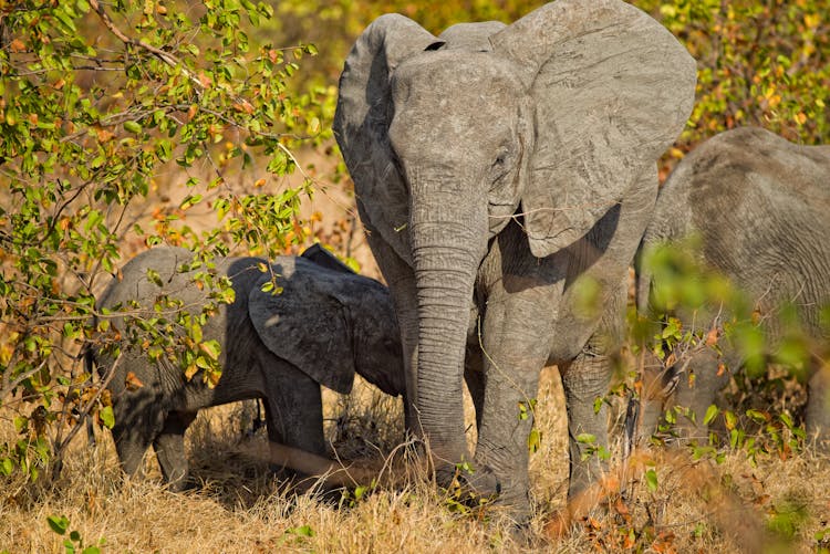 African Elephants In Nature