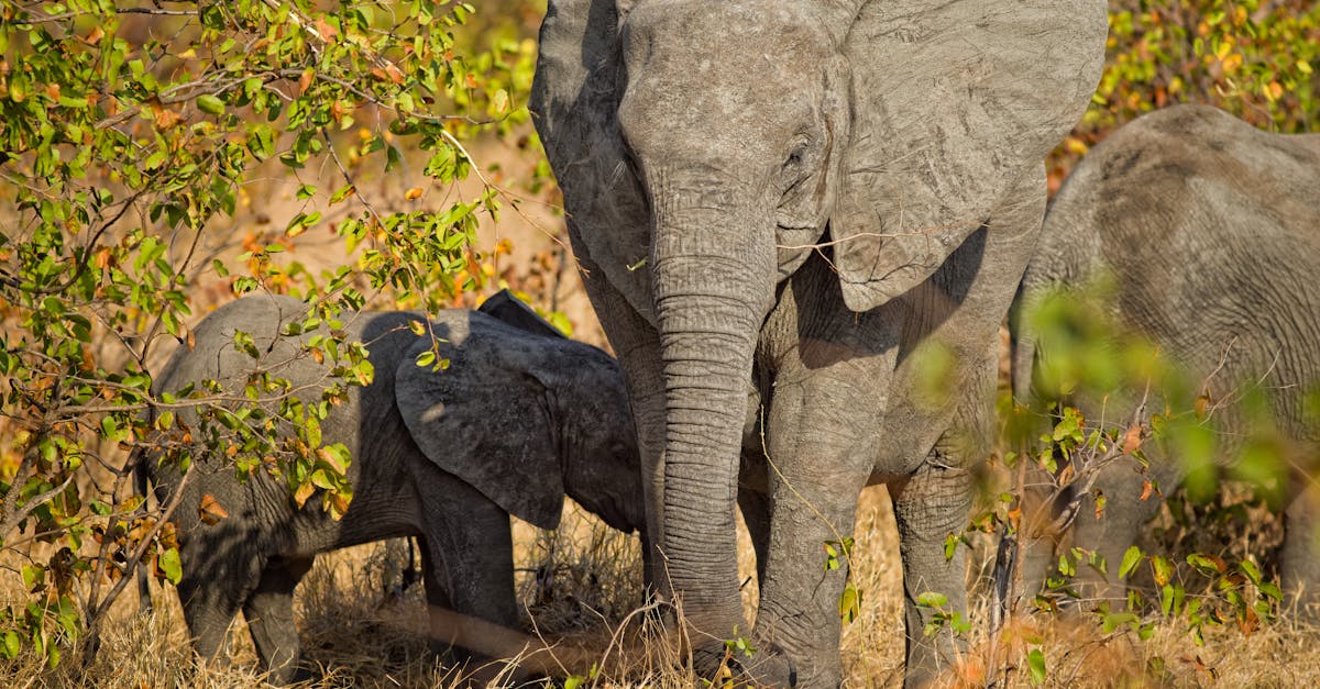 Free stock photo of baby elephant, elephants