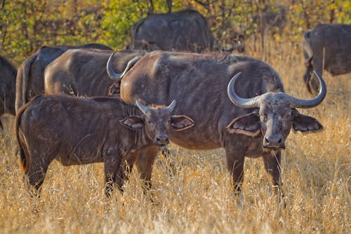 Free Herd of Black Water Buffalo Stock Photo