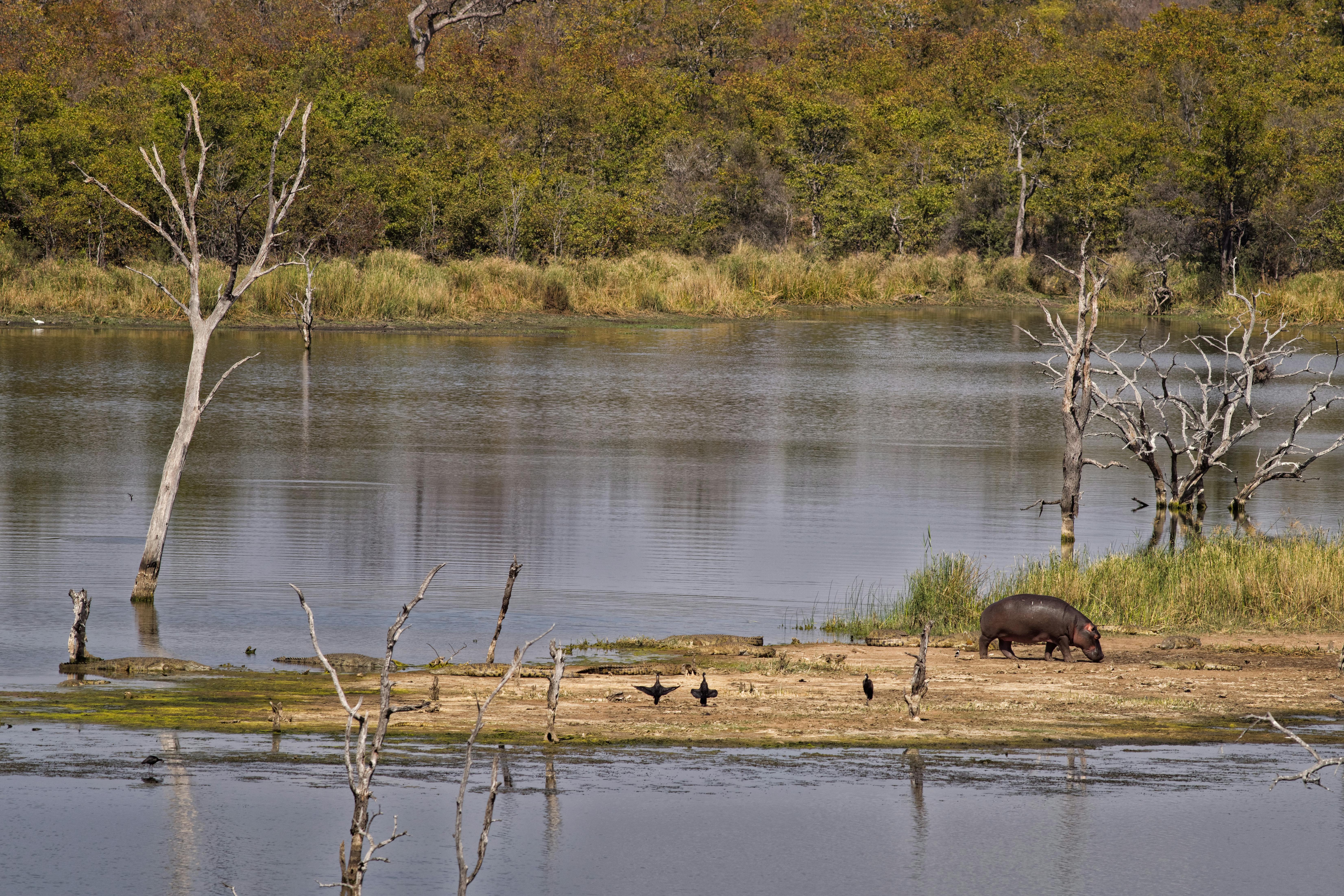 郁郁葱葱的树木和平静的海水环绕着河岸，河马正在岸边吃草