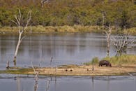 郁郁葱葱的树木和平静的海水环绕着河岸，河马正在岸边吃草