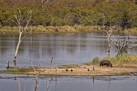 郁郁葱葱的树木和平静的海水环绕着河岸，河马正在岸边吃草