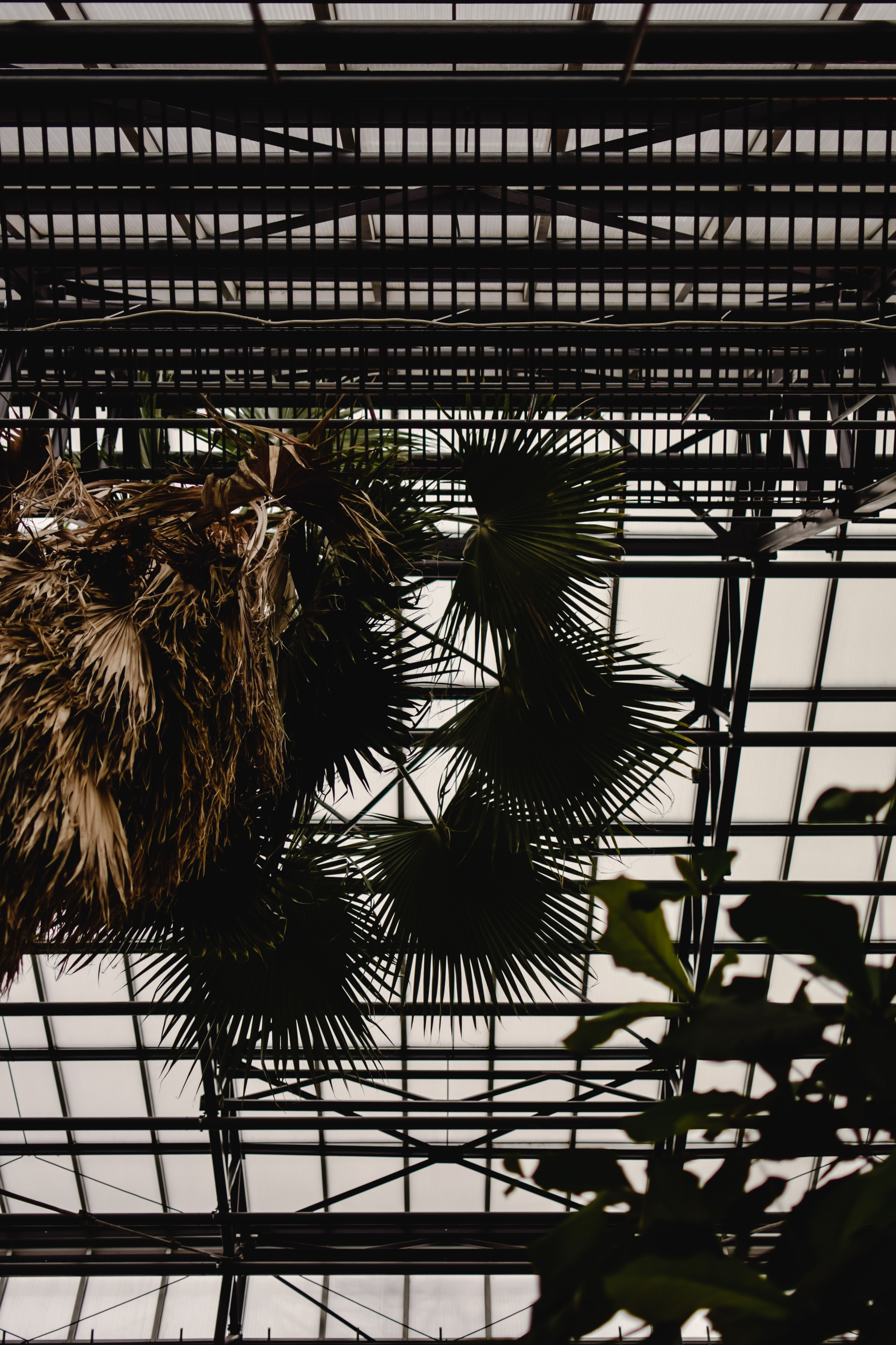 plants hanging in air in botanical garden