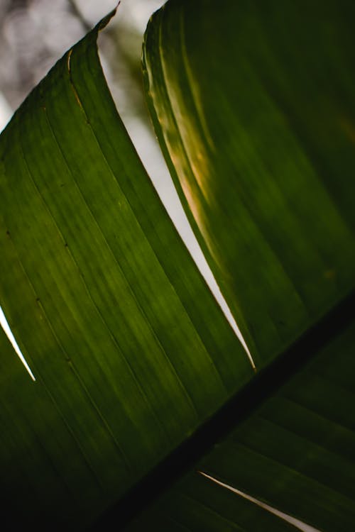 Torn Green Banana Leaf