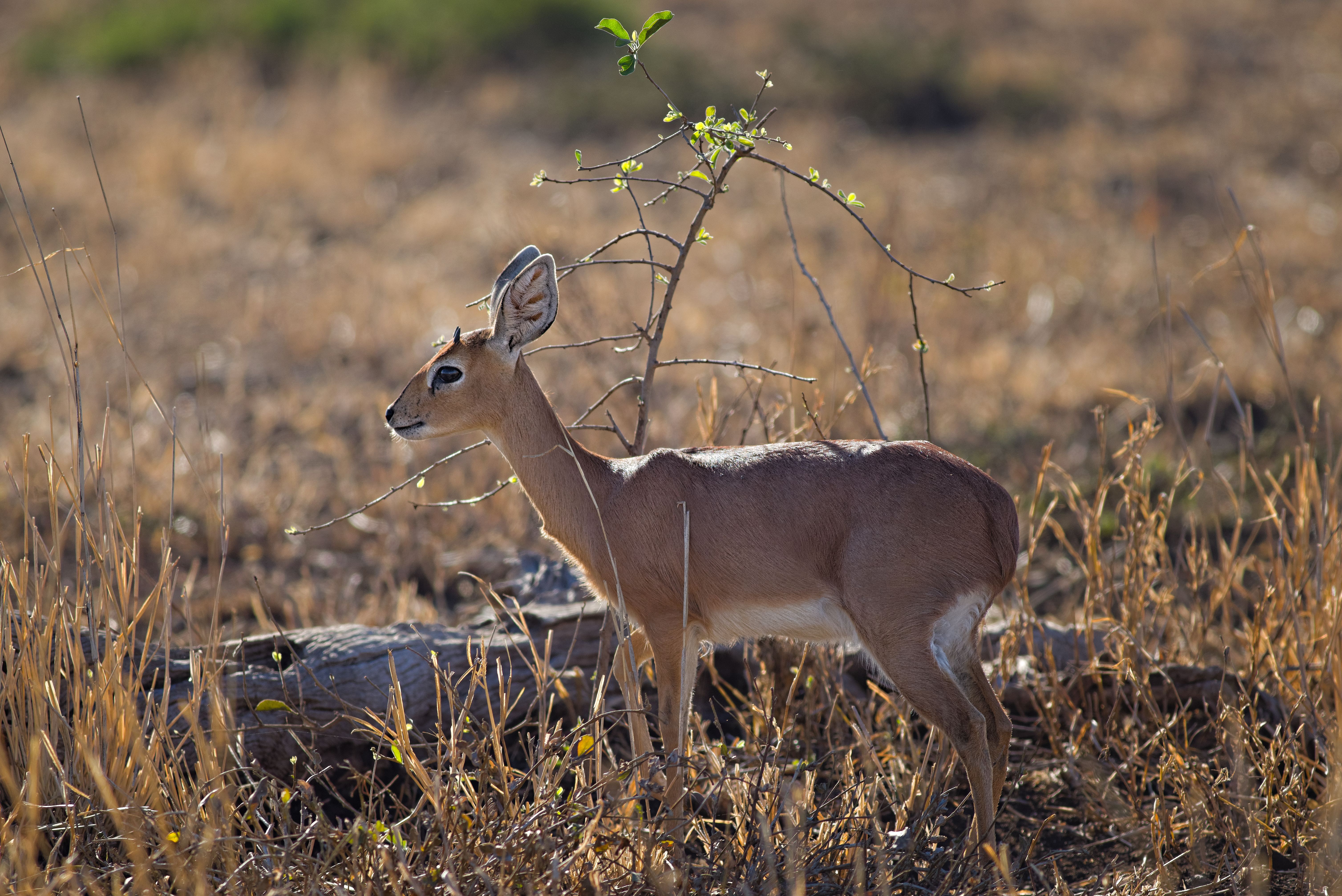 Deer, Zambia