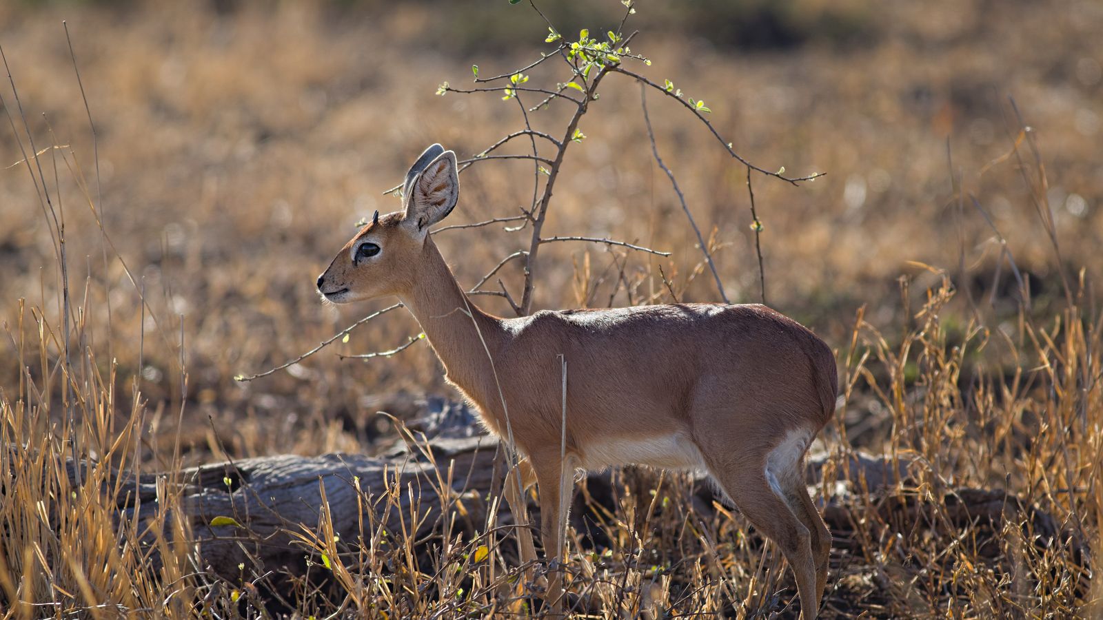 Deer, Zambia