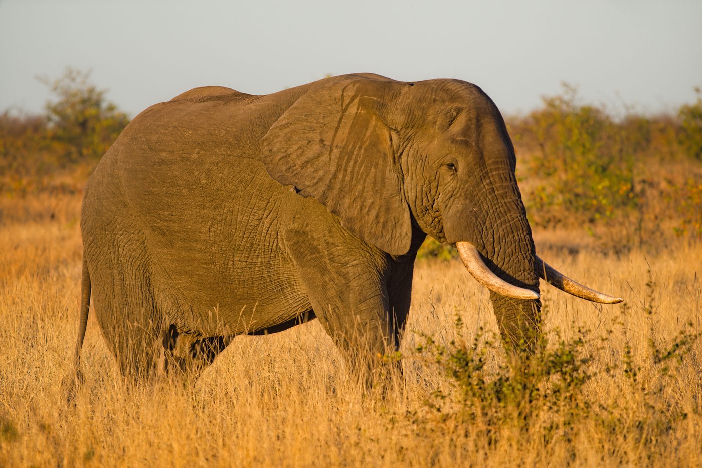 An African elephant in golden savanna grassland