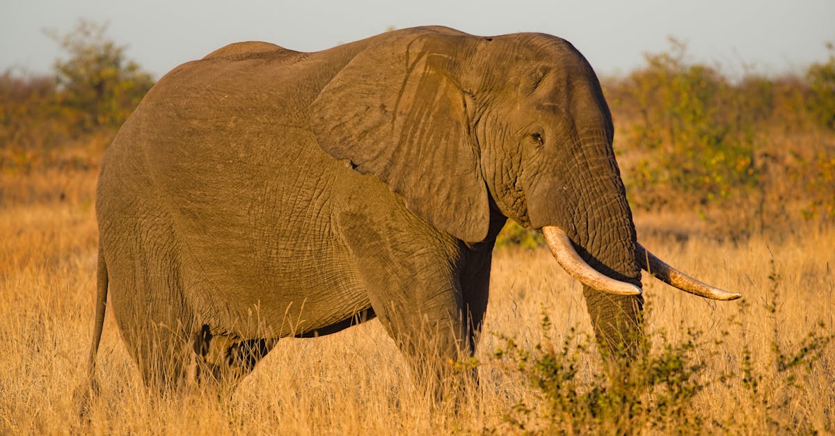 Close-up Photo of Elephant