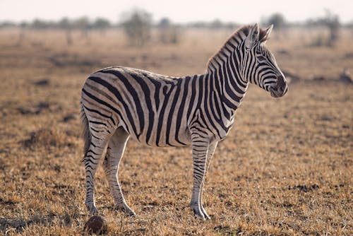 Ücretsiz Zebra'nın Seçmeli Odaklı Fotoğrafçılığı Stok Fotoğraflar