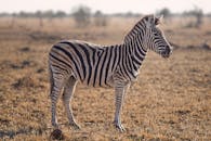 日落时分，广阔的非洲草原上，一只孤独的斑马被美丽地捕捉，展现了大自然的美丽