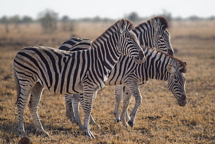 Three Zebras Standing On Green Grass Field