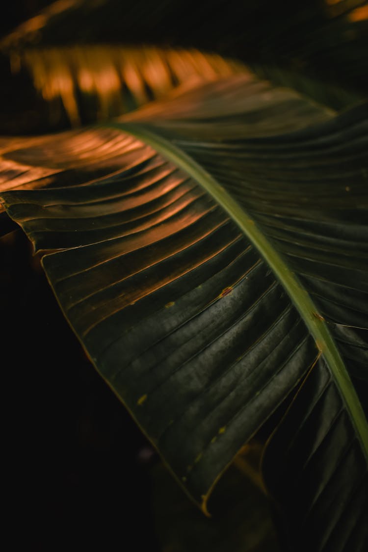 A Green Plant's Leaf