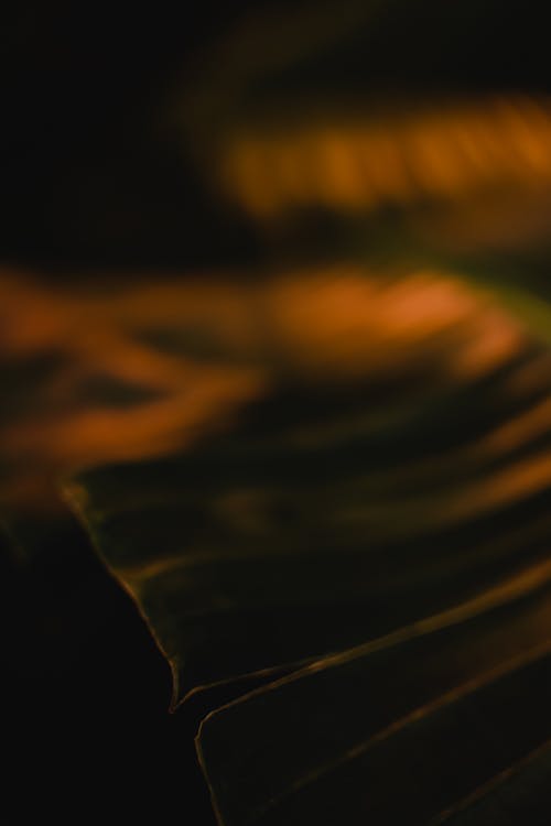 Close-Up Shot of a Banana Leaf