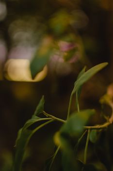 A close-up shot of green leaves with a blurred, artistic bokeh background.