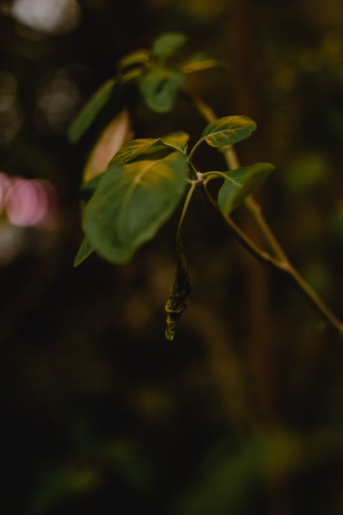 Close-Up Shot of Leaves