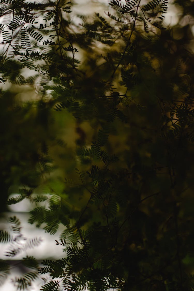 Leaves Of Tree In Park