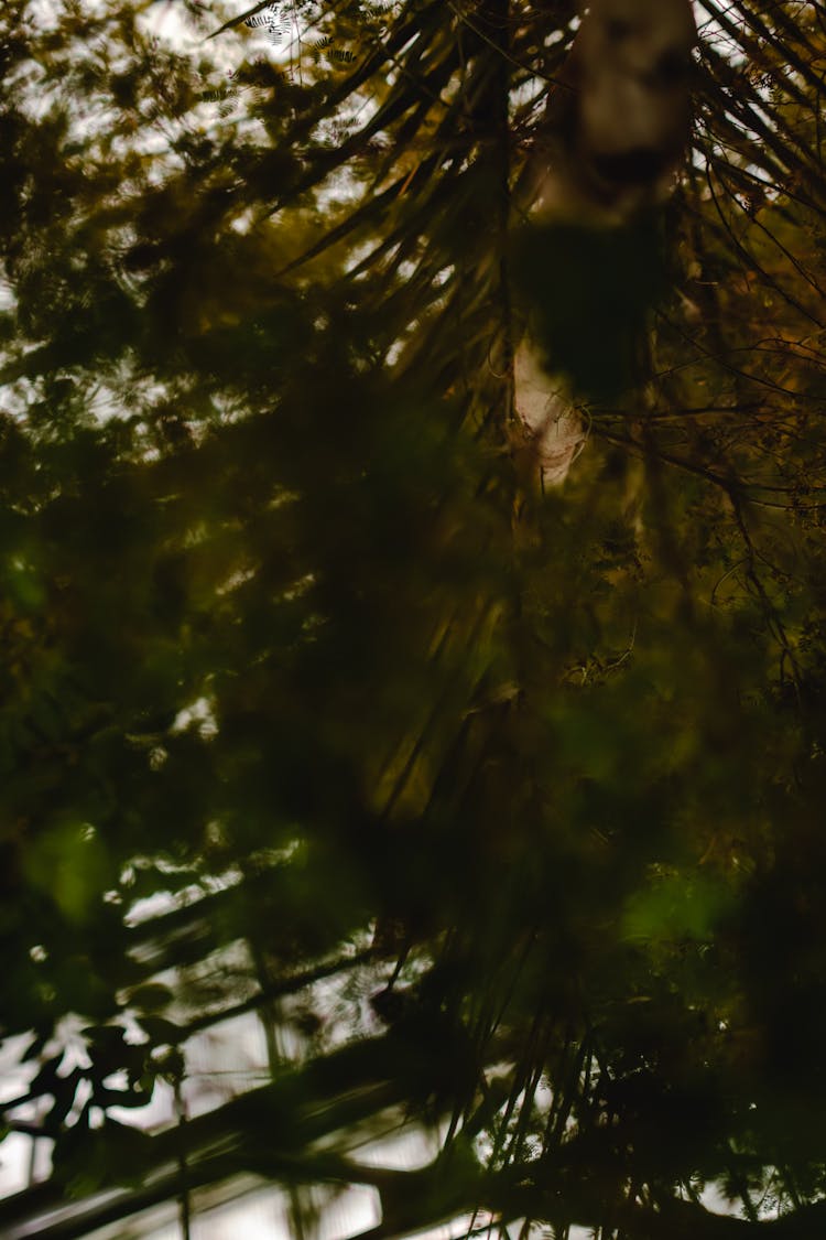 Trees With Green Leaves