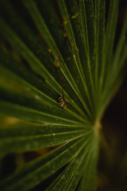 Close-up of Green Palm Leaf