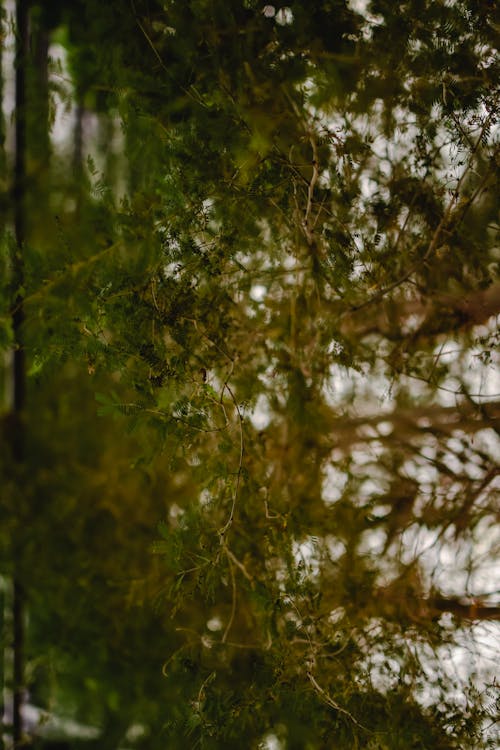 Climbing Plant and Green Leaves